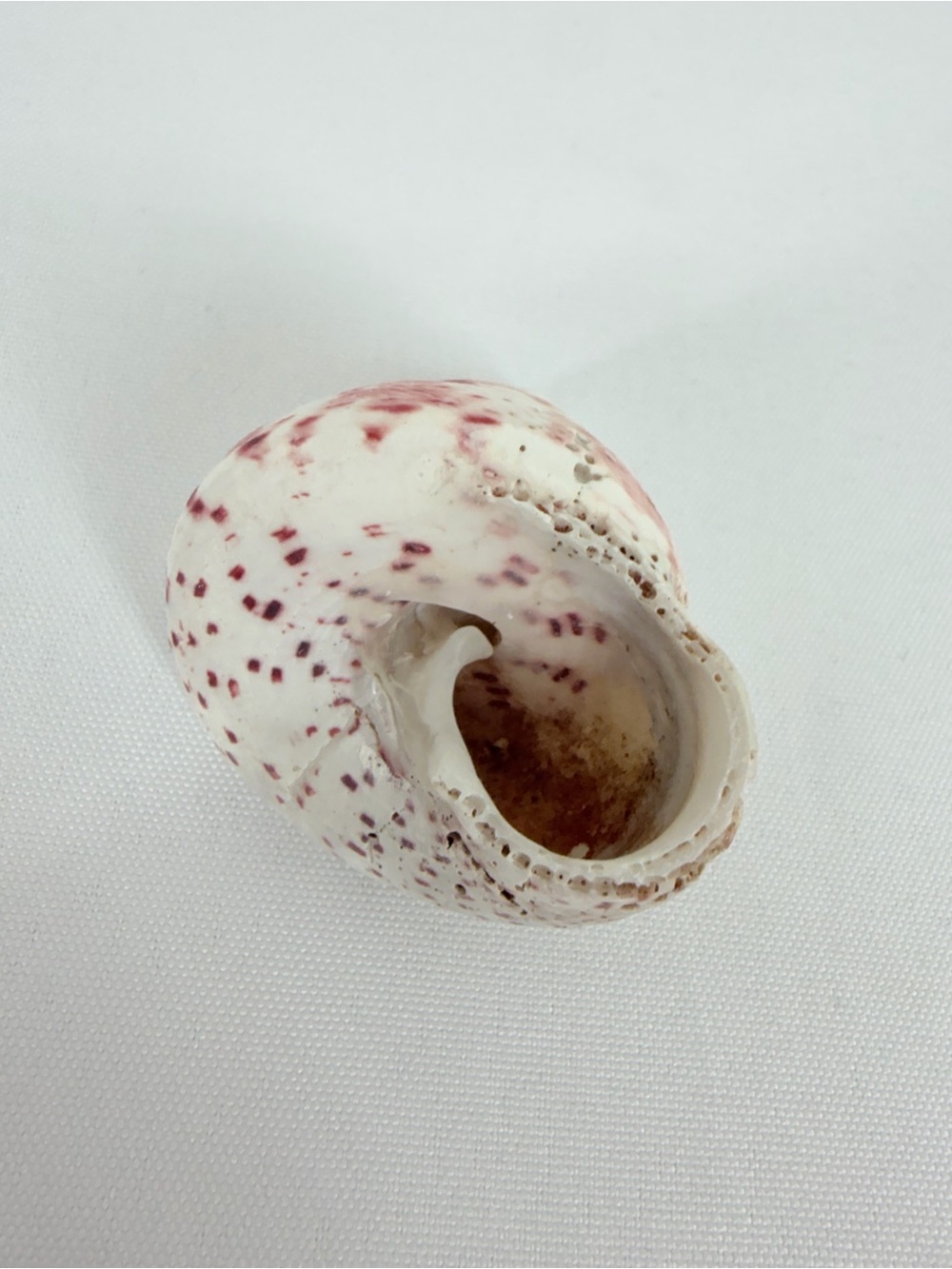 Seashell from the ocean - Picture 4 of 6